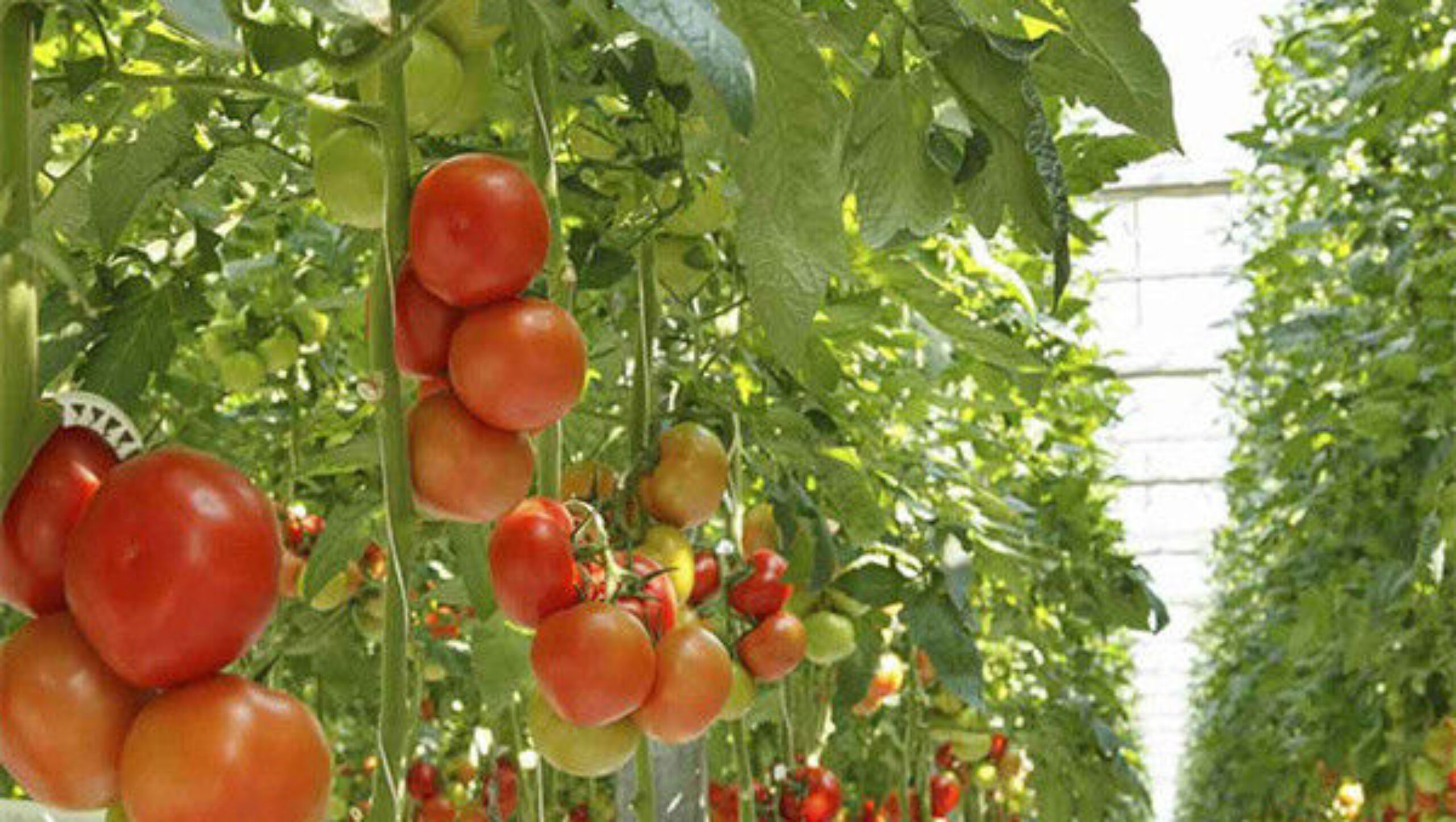 Commercial Tomato Growing Greenhouse Customized Size Rust Resistant