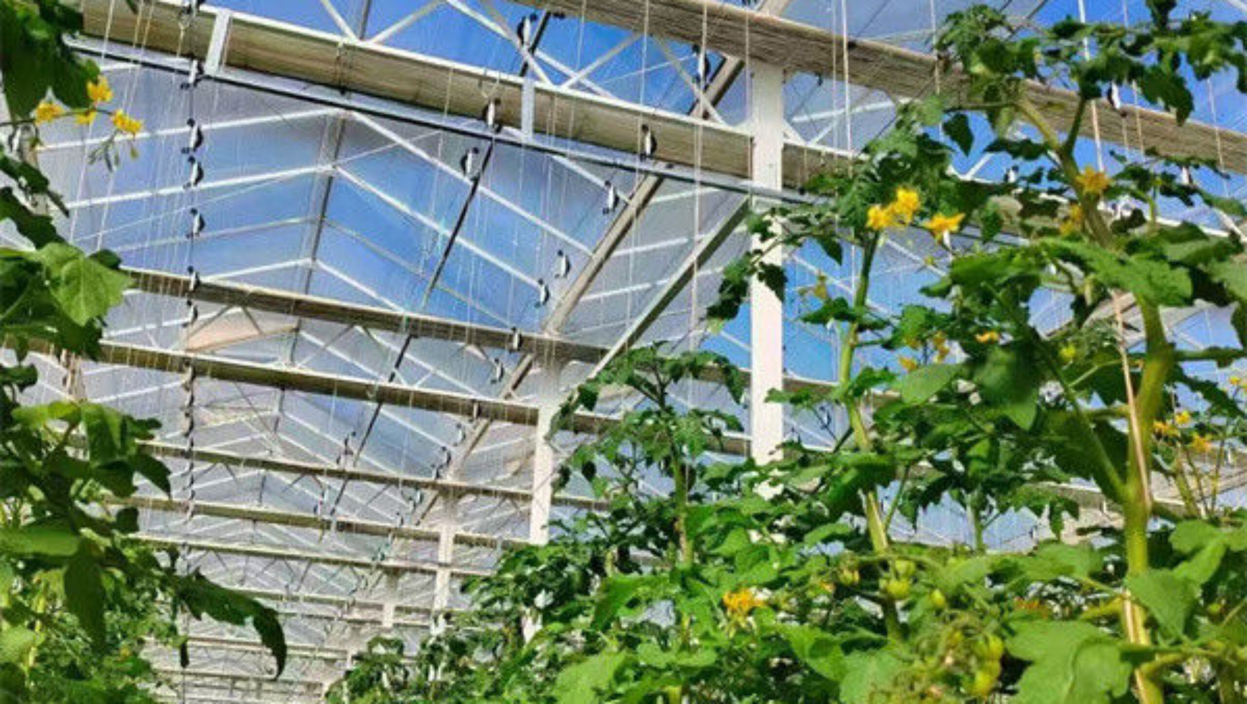 Commercial Tomato Growing Greenhouse Customized Size Rust Resistant