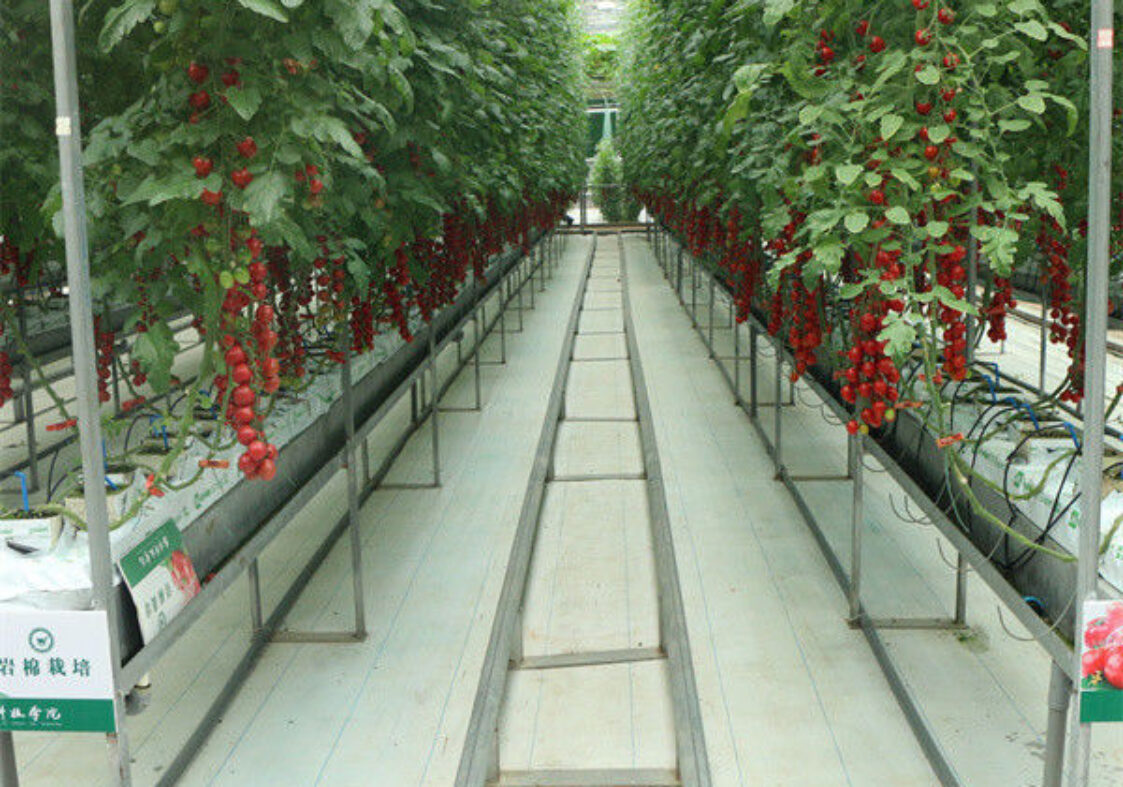 Commercial Tomato Growing Greenhouse Customized Size Rust Resistant