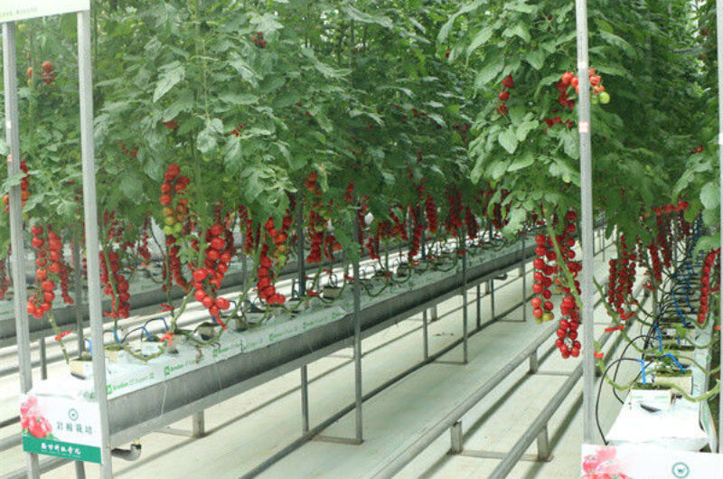 Commercial Tomato Growing Greenhouse Customized Size Rust Resistant