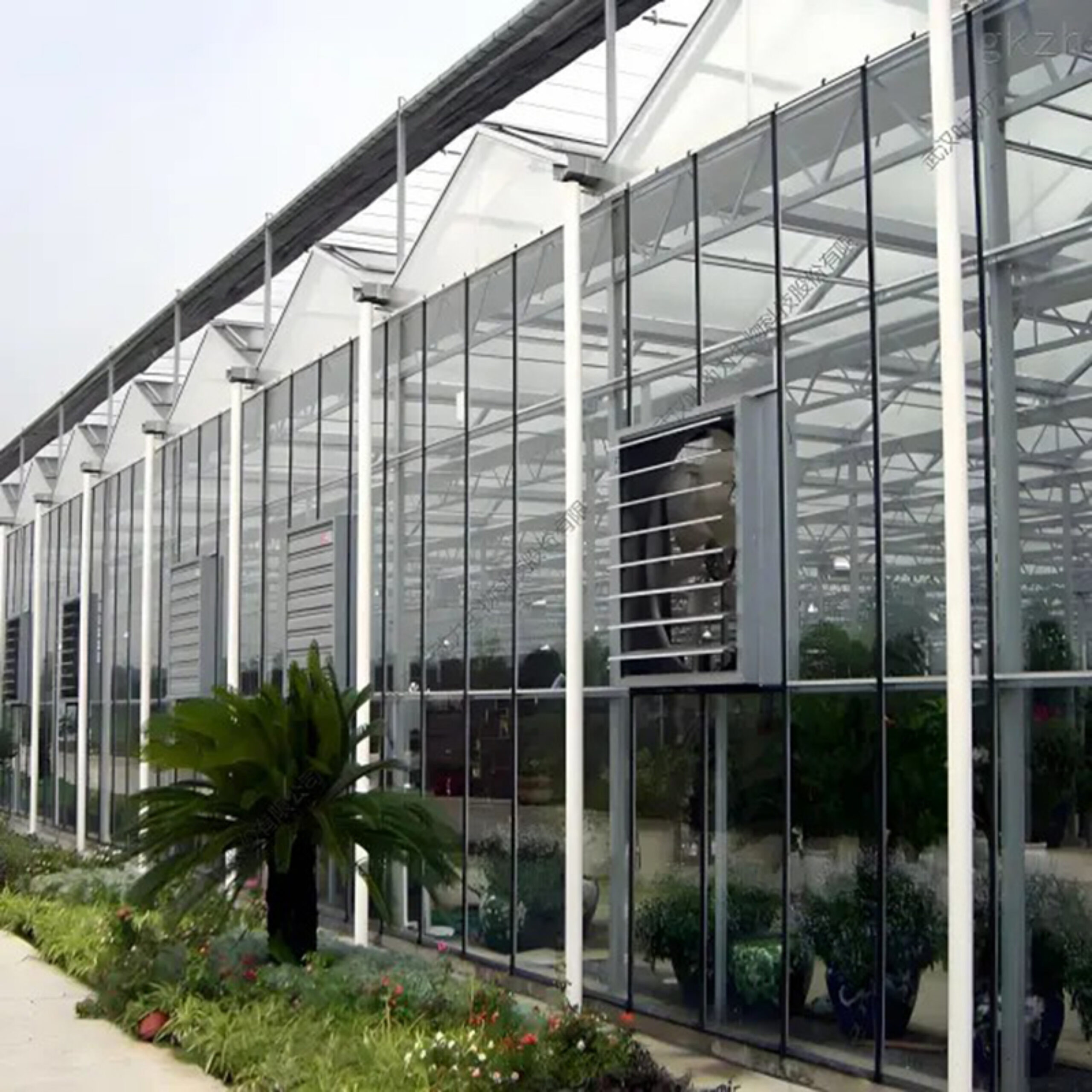 commercial Venlo greenhouse is used for vegetable cultivation
