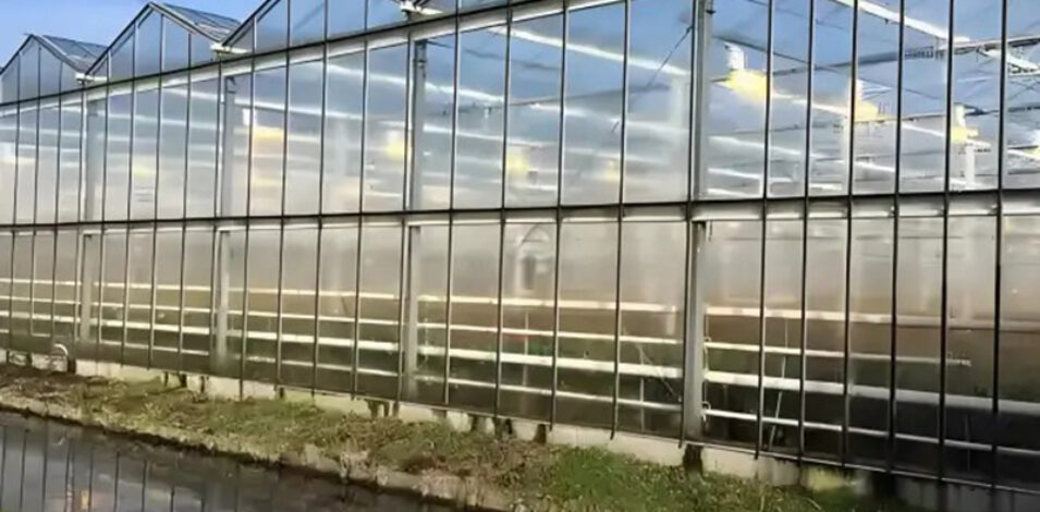 commercial Venlo greenhouse is used for vegetable cultivation
