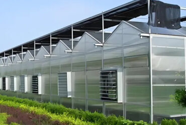 commercial Venlo greenhouse is used for vegetable cultivation