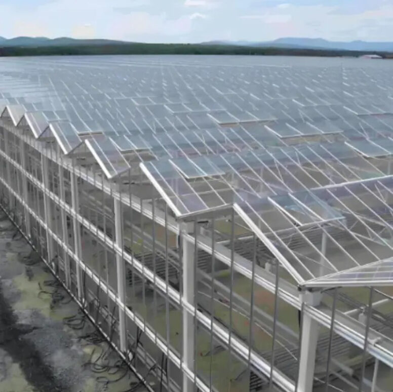 commercial Venlo greenhouse is used for vegetable cultivation