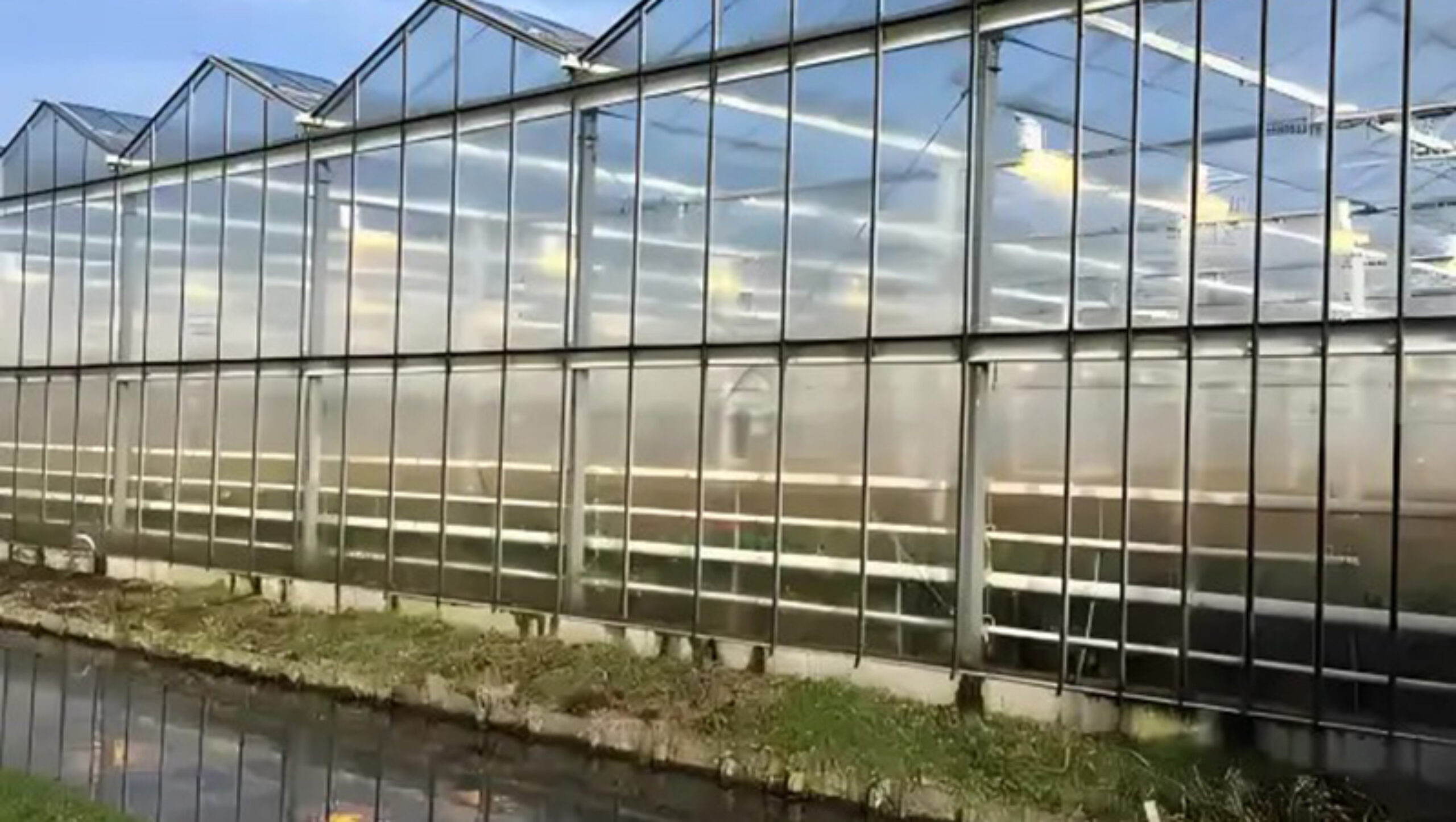 commercial Venlo greenhouse is used for vegetable cultivation