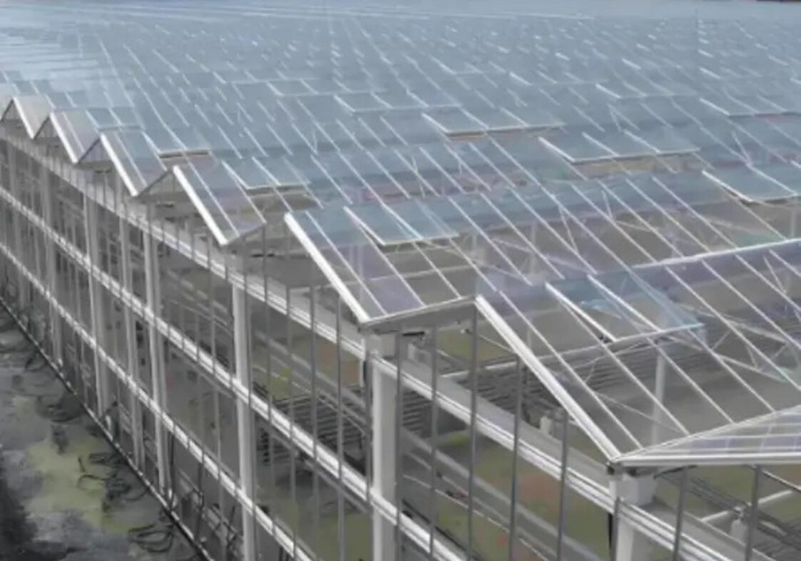 commercial Venlo greenhouse is used for vegetable cultivation