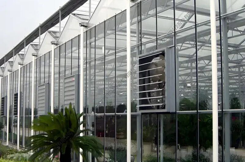 commercial Venlo greenhouse is used for vegetable cultivation