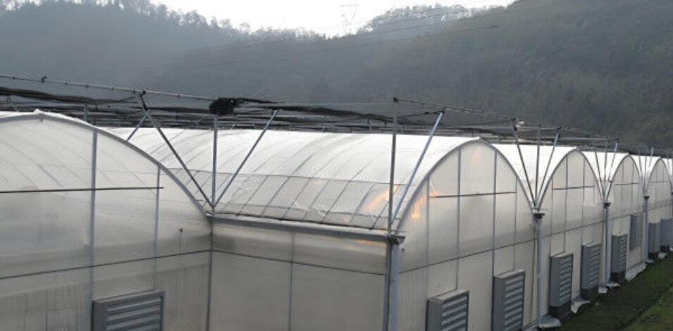 Computerized Control Agricultural Greenhouse Vegetable Growing Greenhouse Customizable Size