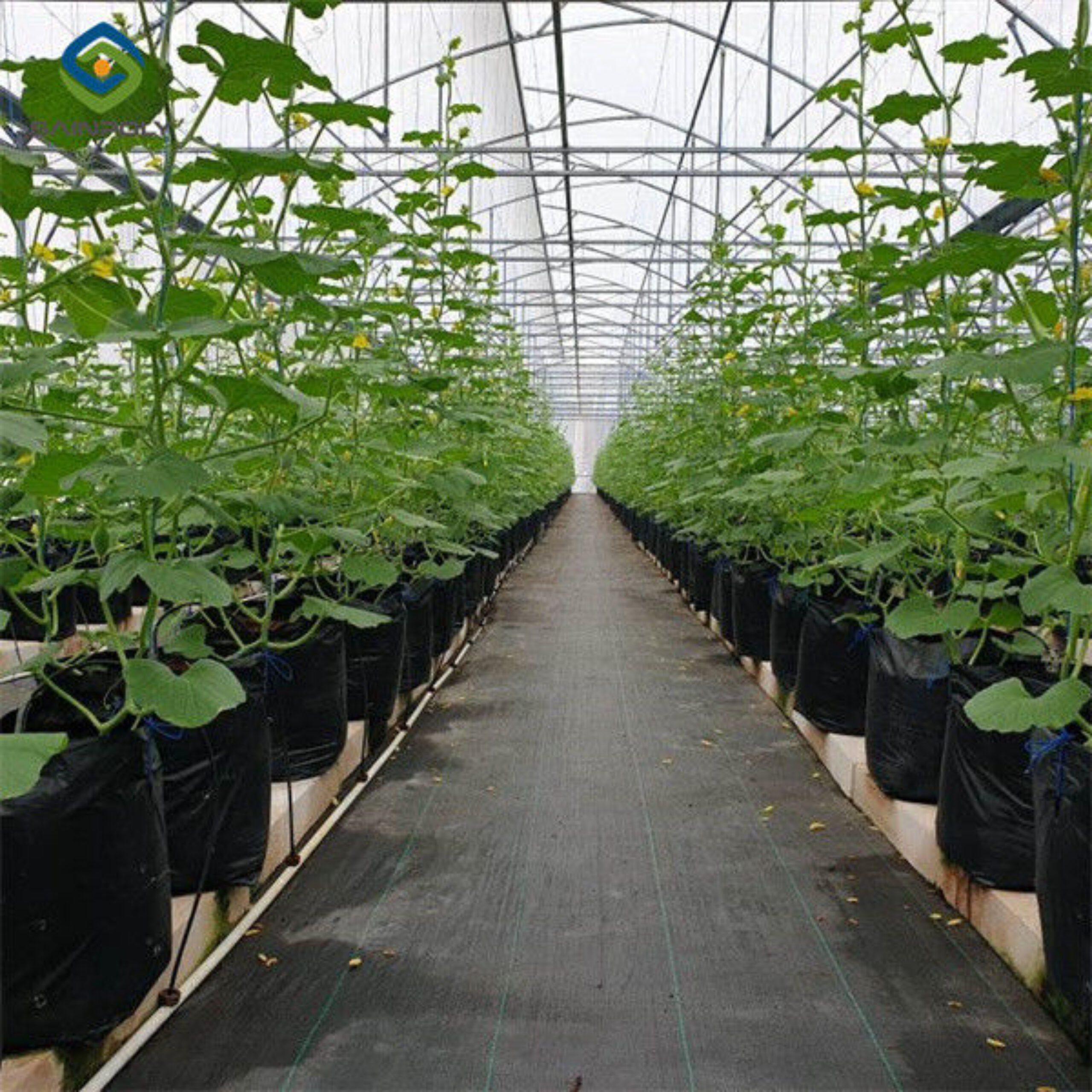 Computerized Control Agriculture Commercial Greenhouse Space Efficient