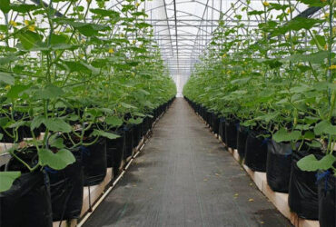 Computerized Control Agriculture Commercial Greenhouse Space Efficient