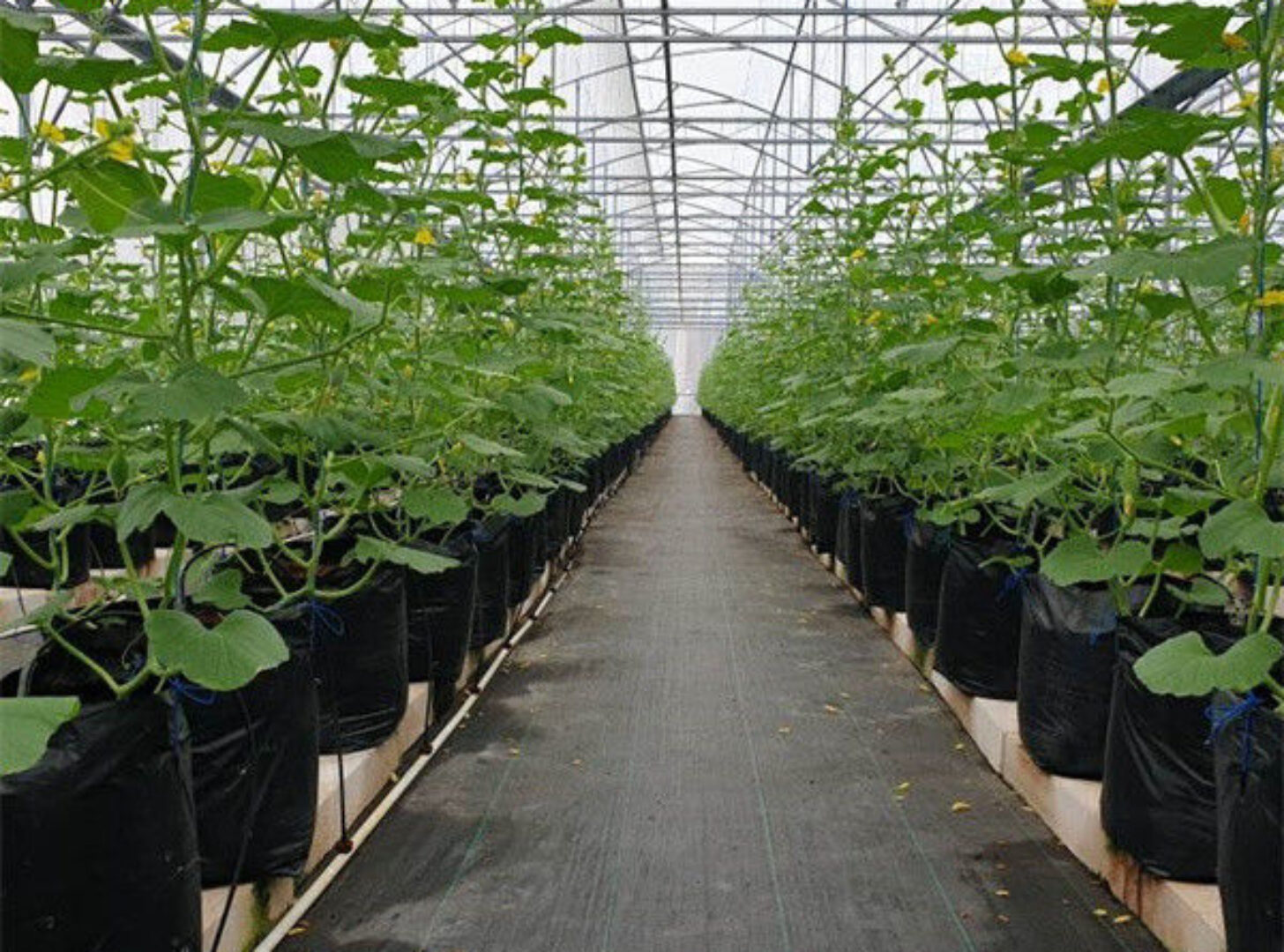Computerized Control Agriculture Commercial Greenhouse Space Efficient