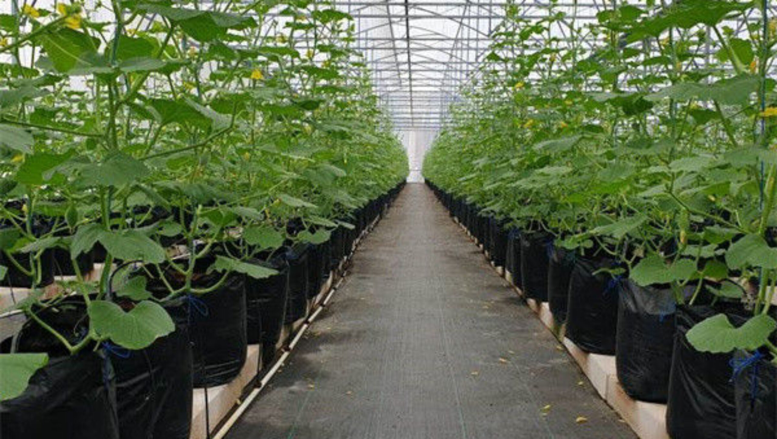 Computerized Control Agriculture Commercial Greenhouse Space Efficient