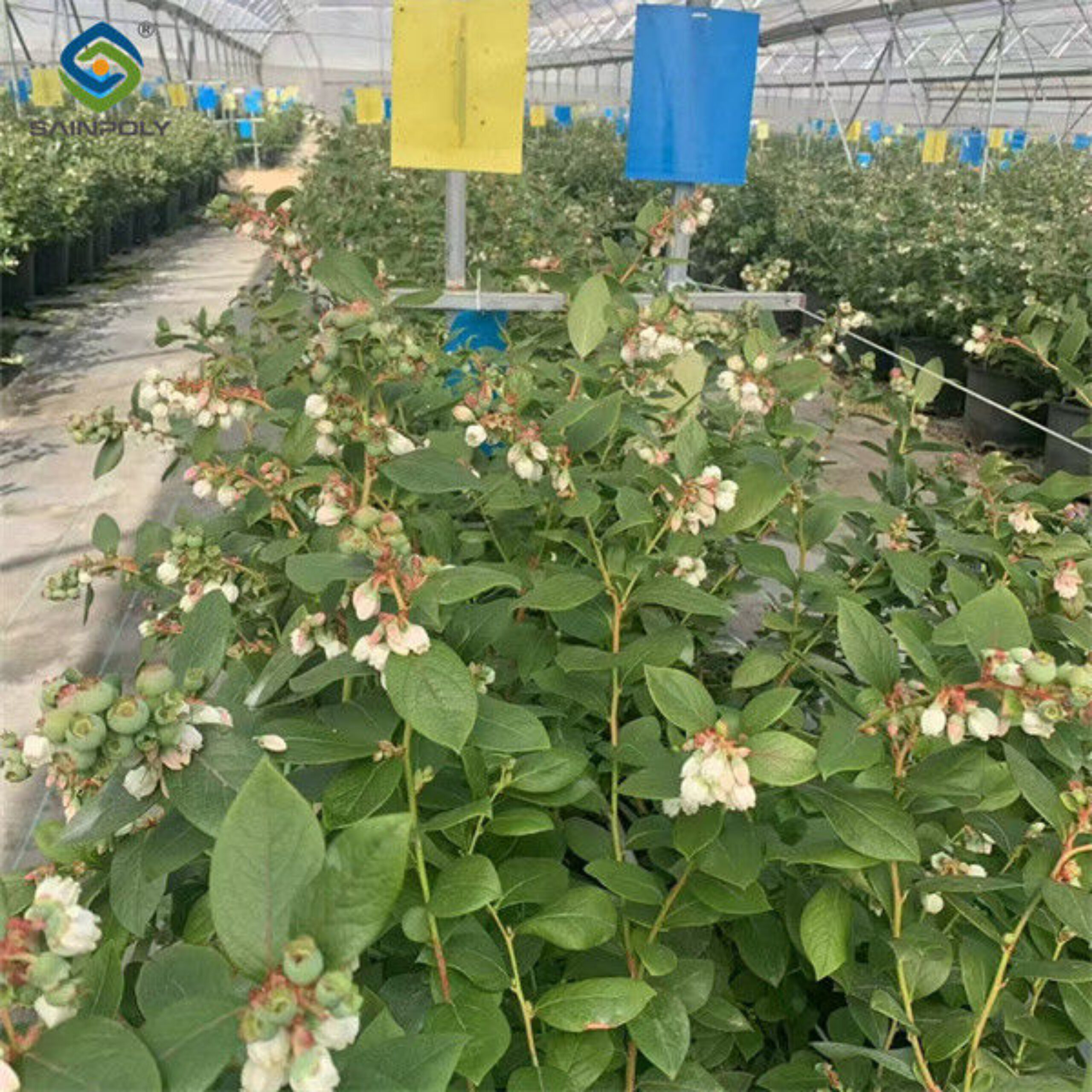 Concrete Base Custom Blueberries Greenhouse With Irrigation Fertilizer System