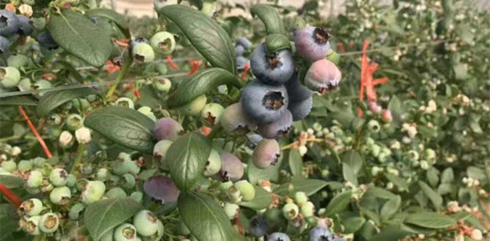 Concrete Base Custom Blueberries Greenhouse With Irrigation Fertilizer System