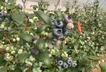Concrete Base Custom Blueberries Greenhouse With Irrigation Fertilizer System