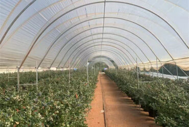 Concrete Base Custom Blueberries Greenhouse With Irrigation Fertilizer System