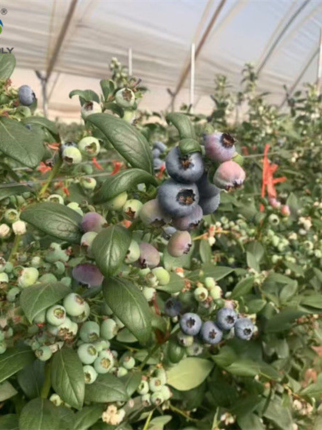 Concrete Base Custom Blueberries Greenhouse With Irrigation Fertilizer System