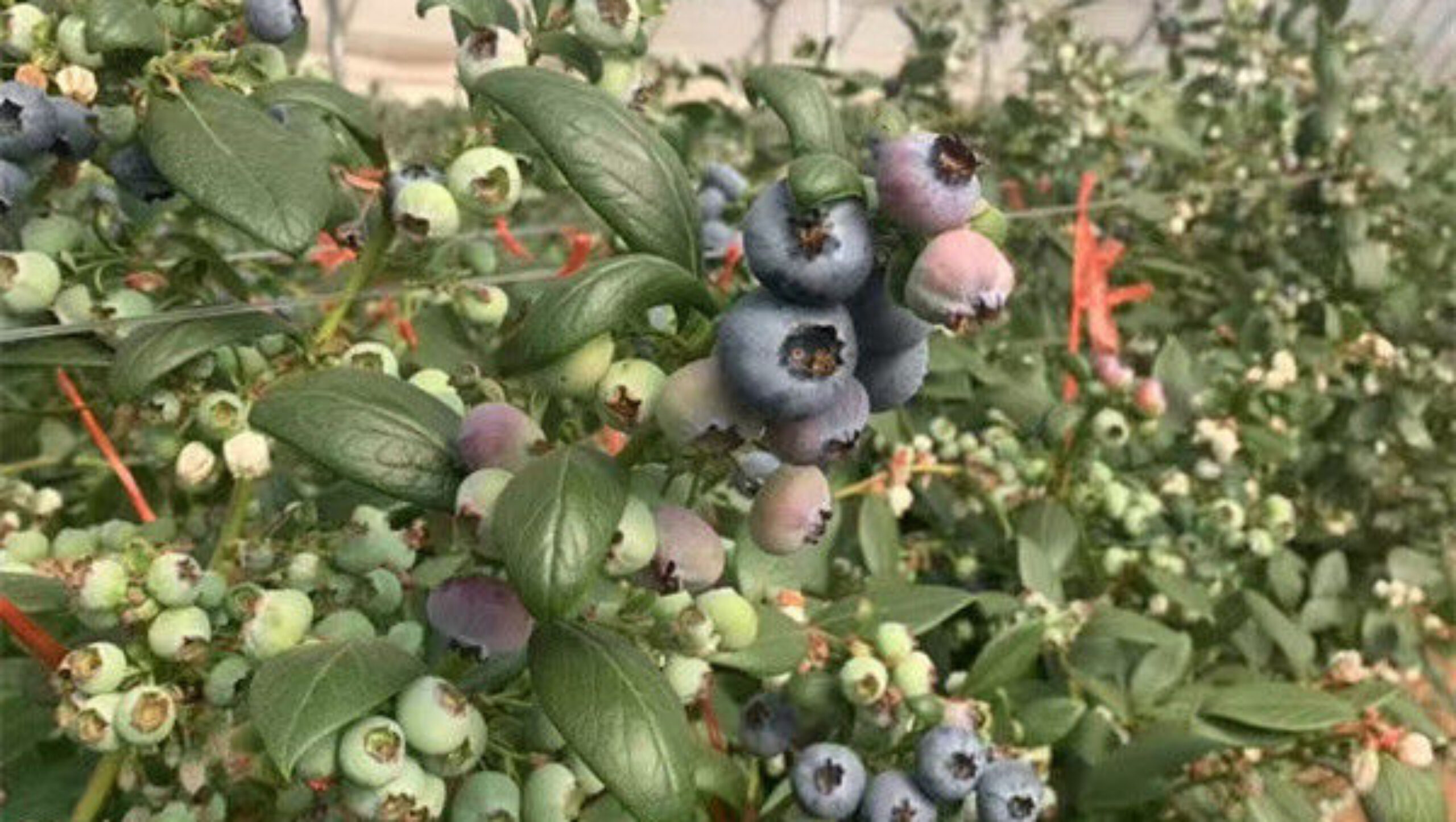 Concrete Base Custom Blueberries Greenhouse With Irrigation Fertilizer System