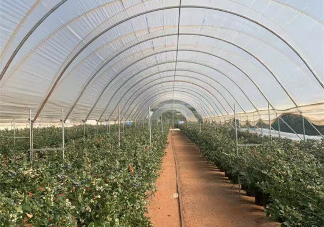 Concrete Base Custom Blueberries Greenhouse With Irrigation Fertilizer System