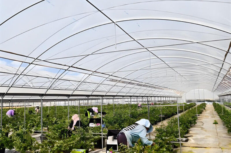 Concrete Base Custom Blueberries Greenhouse With Irrigation Fertilizer System