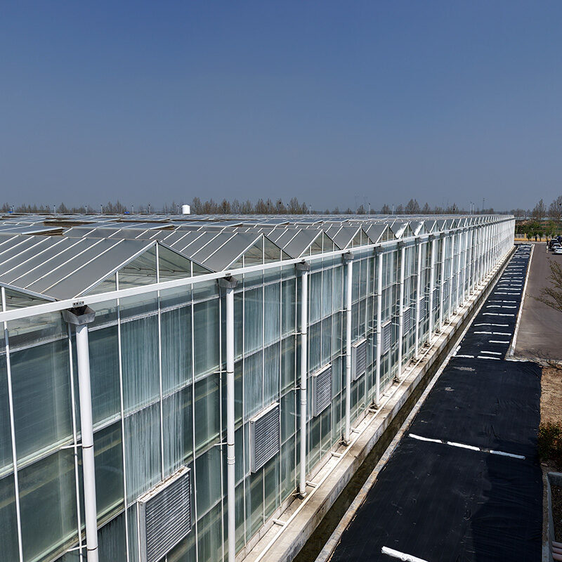 (Cucumber Substrate Hydroponics) High-Density Planting Commercial Multi-Span Hydroponic Greenhouse