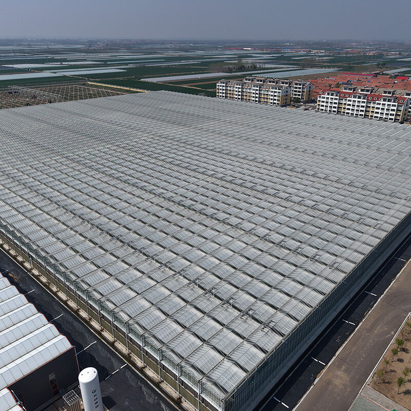 (Cucumber Substrate Hydroponics) High-Density Planting Commercial Multi-Span Hydroponic Greenhouse