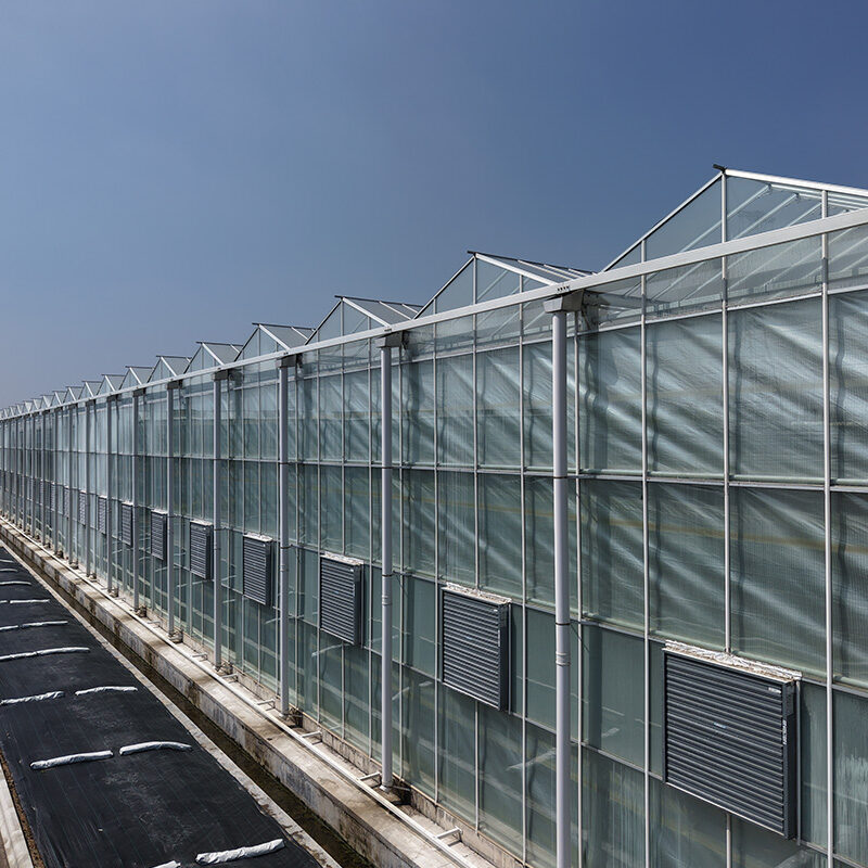 (Cucumber Substrate Hydroponics) High-Density Planting Commercial Multi-Span Hydroponic Greenhouse
