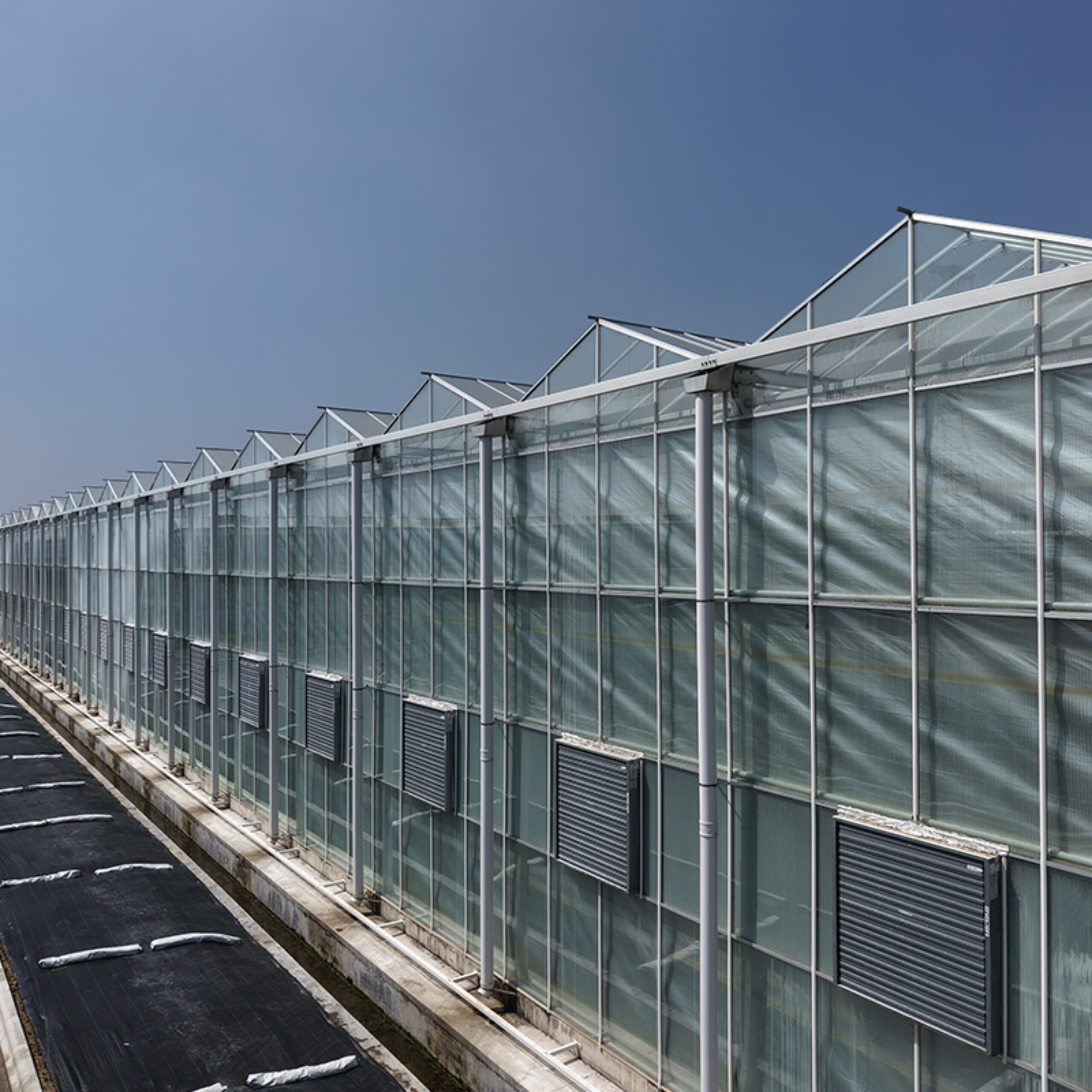 (Cucumber Substrate Hydroponics) High-Density Planting Commercial Multi-Span Hydroponic Greenhouse