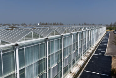(Cucumber Substrate Hydroponics) High-Density Planting Commercial Multi-Span Hydroponic Greenhouse