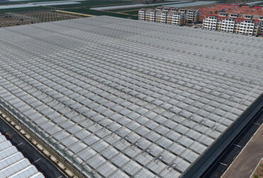 (Cucumber Substrate Hydroponics) High-Density Planting Commercial Multi-Span Hydroponic Greenhouse