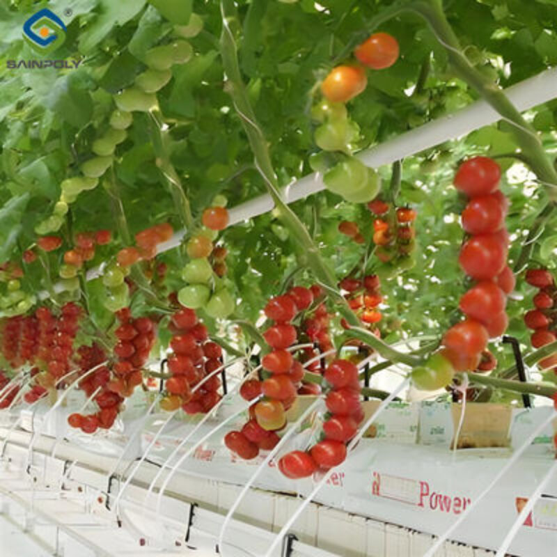 Custom Tomato Greenhouse with Drip Irrigation and LED Grow Lights