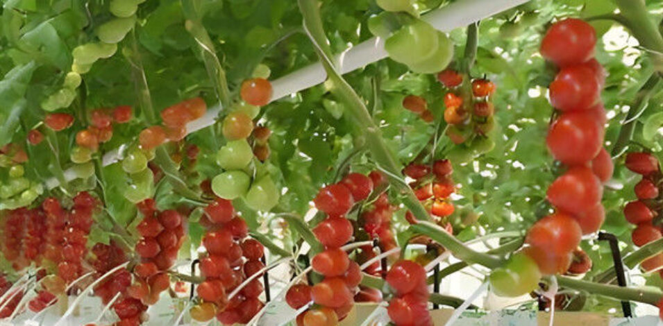 Tomato Greenhouse structure and growing equipment options