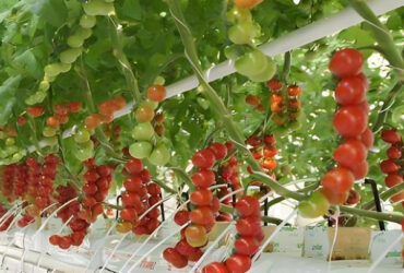 Custom Tomato Greenhouse with Drip Irrigation and LED Grow Lights