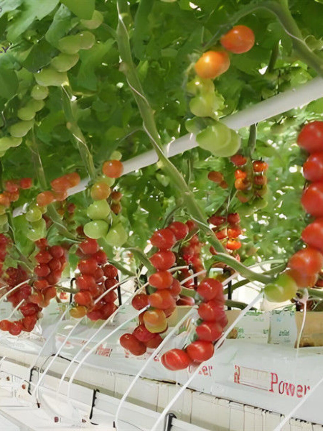 Custom Tomato Greenhouse with Drip Irrigation and LED Grow Lights