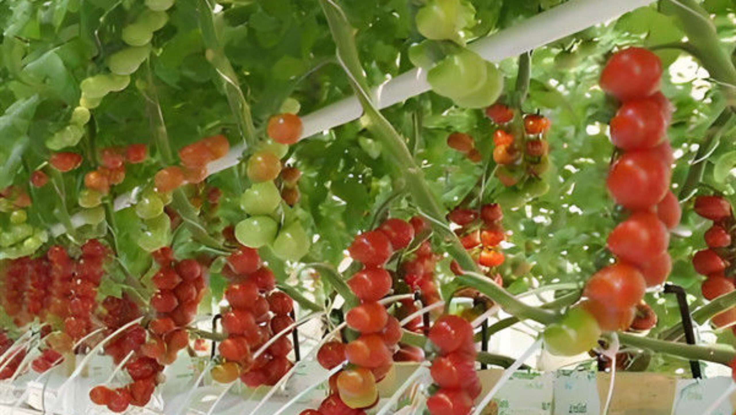 Custom Tomato Greenhouse with Drip Irrigation and LED Grow Lights