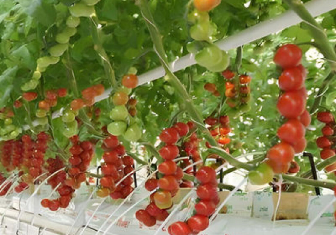 Custom Tomato Greenhouse with Drip Irrigation and LED Grow Lights