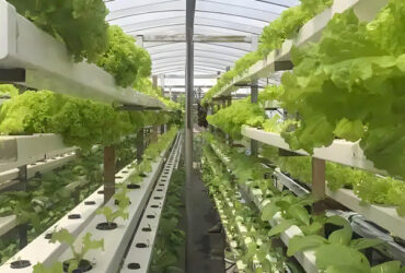 Customizable Agricultural Greenhouses Aeroponics Lettuce Hydroponics System