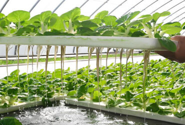 Customizable Agricultural Greenhouses Aeroponics Lettuce Hydroponics System