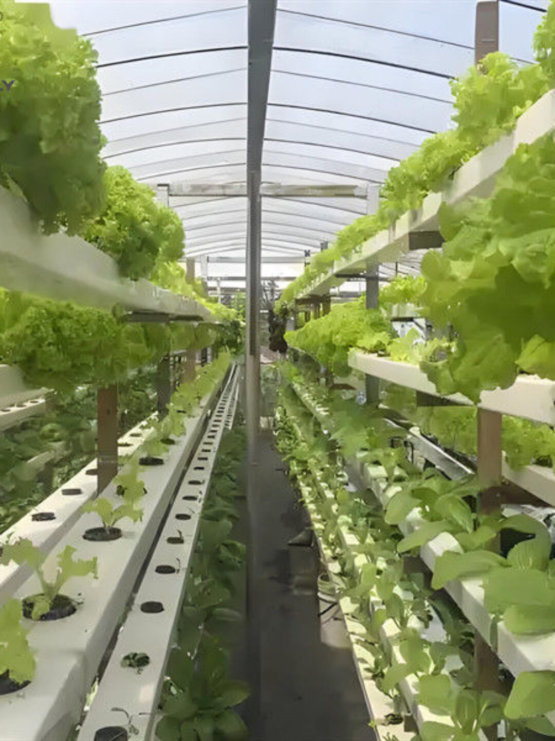 Customizable Agricultural Greenhouses Aeroponics Lettuce Hydroponics System