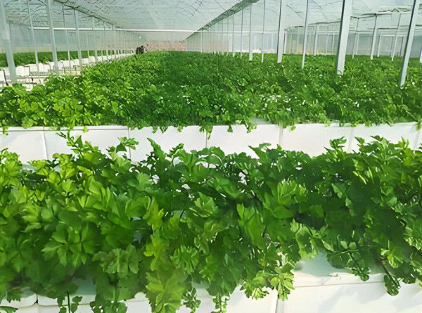 Customizable Agricultural Greenhouses Aeroponics Lettuce Hydroponics System