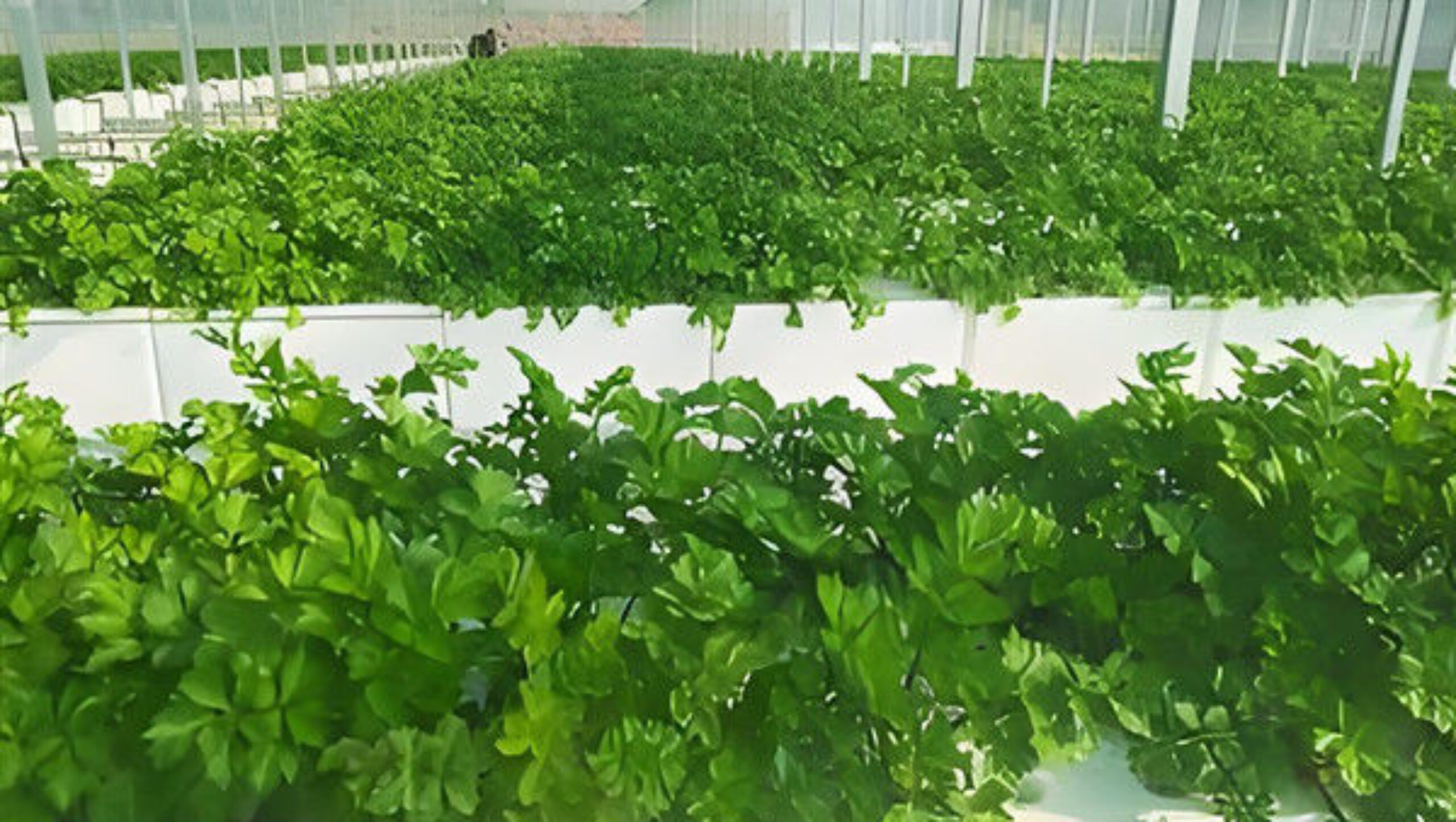 Customizable Agricultural Greenhouses Aeroponics Lettuce Hydroponics System