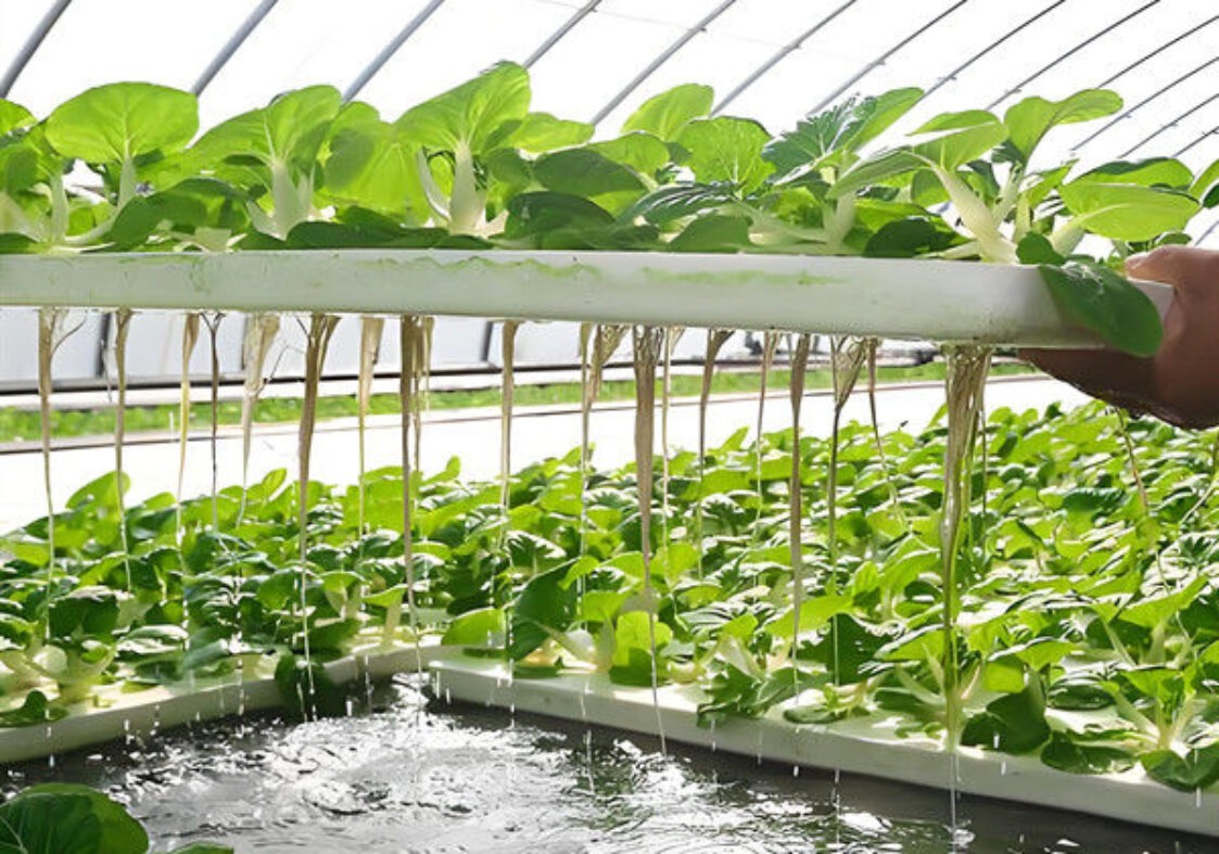 Customizable Agricultural Greenhouses Aeroponics Lettuce Hydroponics System