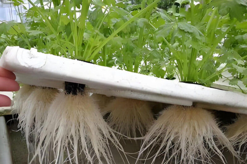 Customizable Agricultural Greenhouses Aeroponics Lettuce Hydroponics System
