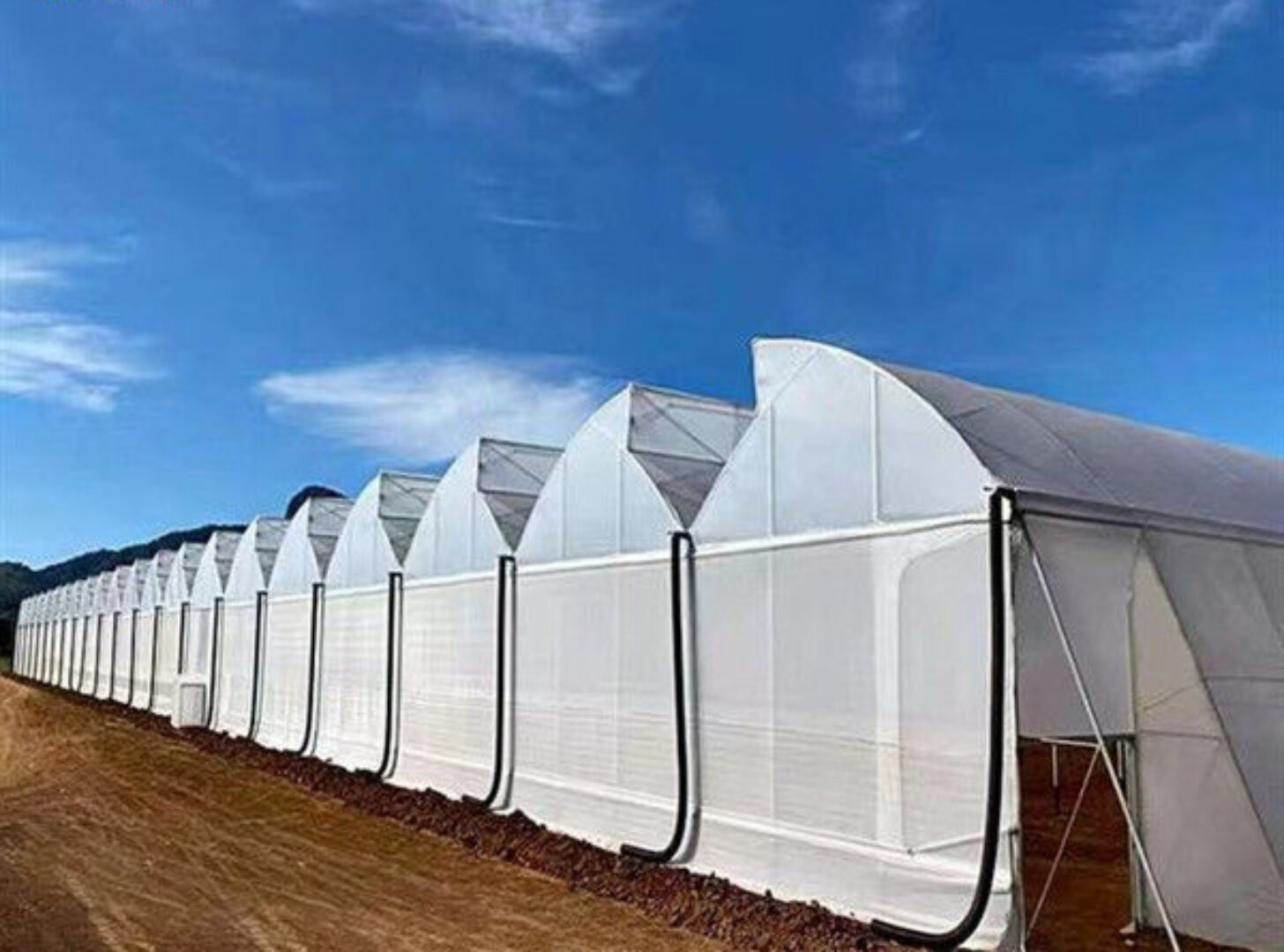 Customizable Commercial Hydroponic Greenhouse Tomato Green House Low Maintenance
