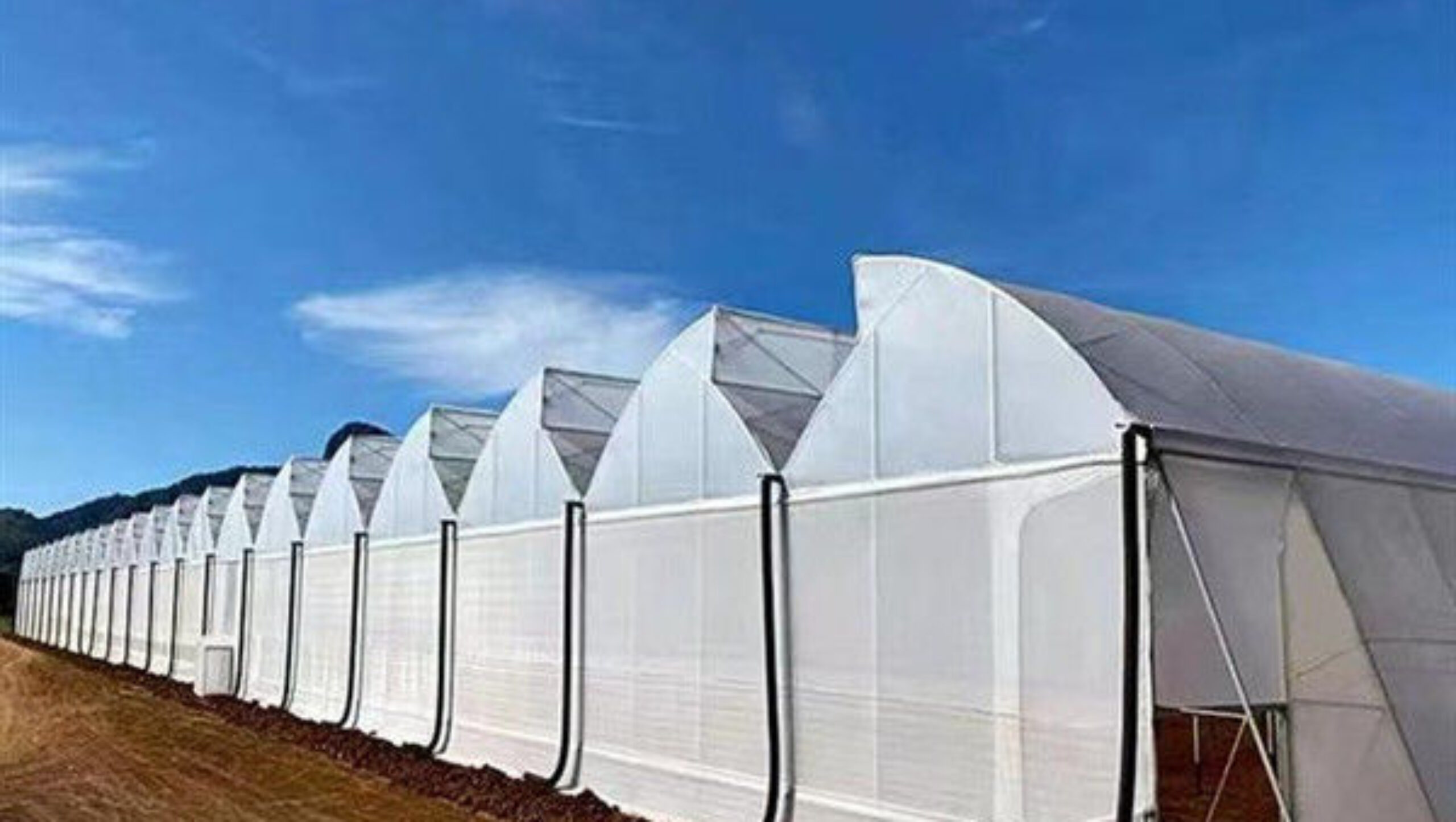 Customizable Commercial Hydroponic Greenhouse Tomato Green House Low Maintenance