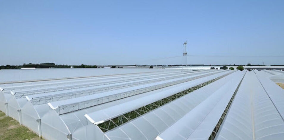 Customizable Multi Span Greenhouse For Tomato Plants Growing
