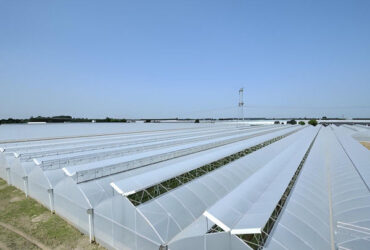 Customizable Multi Span Greenhouse For Tomato Plants Growing