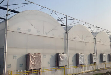 Customizable Multi Span Greenhouse For Tomato Plants Growing