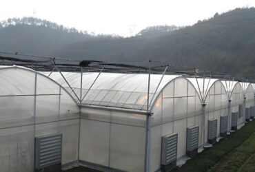 Customizable Multi Span Greenhouse For Tomato Plants Growing