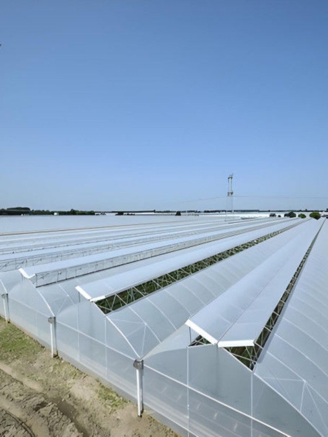 Customizable Multi Span Greenhouse For Tomato Plants Growing